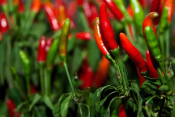 17 Common Pepper/Chili Plant Problems: How to Fix Them, Solutions, and Treatment
