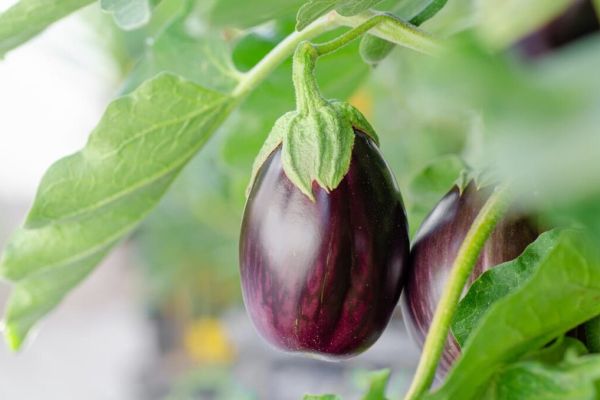 18 Vegetables for Container Gardening: Top Best List for Beginners