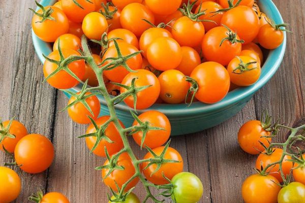 5 High-Yielding Tomato Varieties for a Bountiful Harvest