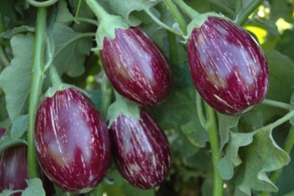 5 THINGS YOU SHOULD KNOW ABOUT BRINJAL FARMING IN INDIA