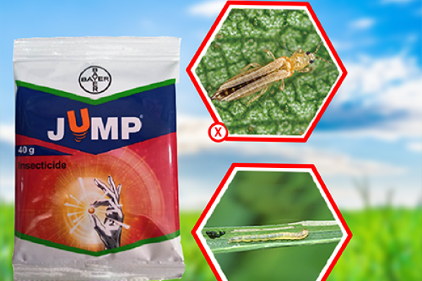 Bayer Jump WG  - content, price, dose per acre, use