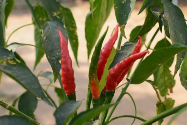 Chilli Pests and Diseases (Pepper), Symptoms, Control