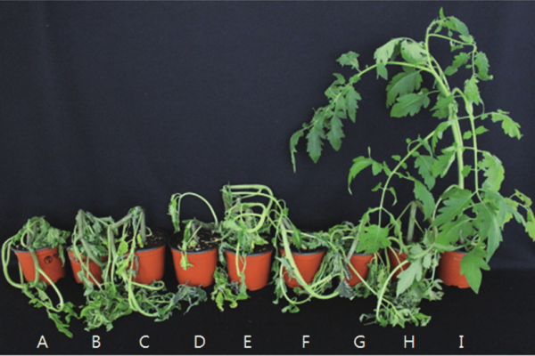 Controlling Bacterial Wilt agribegrii