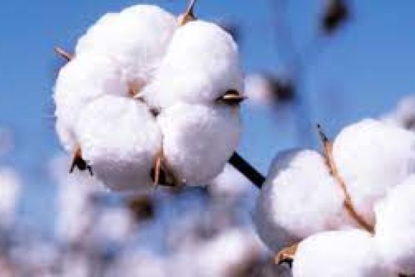 cotton chemical fertilizers , pest control