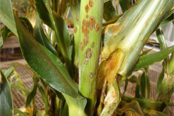 Diseases and their control in maize cultivation