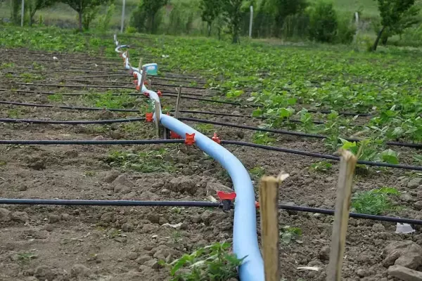 Efficient Watering Made Easy: Drip Irrigation Systems