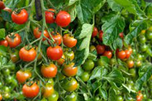 GROW YUMMY TOMATOES FOR YOUR KITCHEN FROM YOUR KITCHEN GARDEN