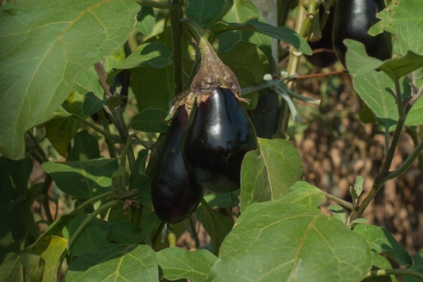 Growing Brinjal in Pots (Eggplant) at Home