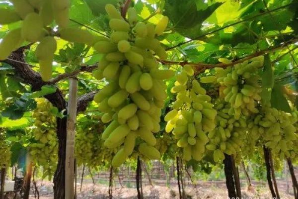 Growing Grapes Organically in Maharashtra: A Step-by-Step Guide