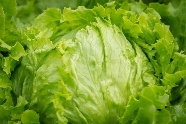GROWING ICEBERG LETTUCE IS EASY AT HOME- KNOW HOW