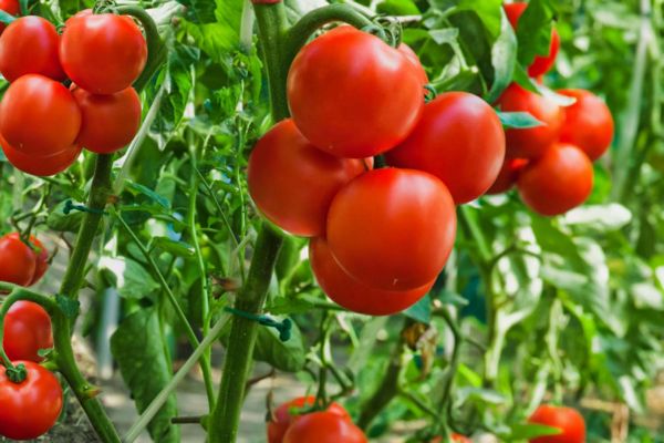 How to Grow Tomatoes | Tomato Farming Tips