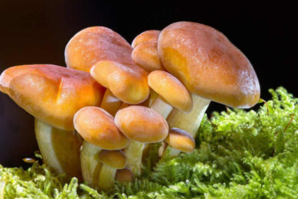Hydroponic Mushroom Farming – Production, Cultivation