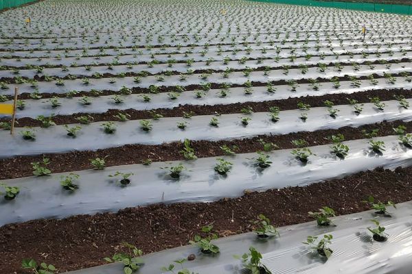 Importance of plastic mulching in vegetable crops agribegri