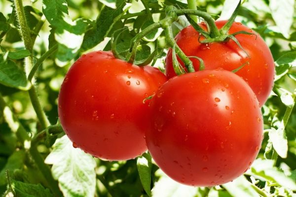 Kharif Season-Cultivating Tomato