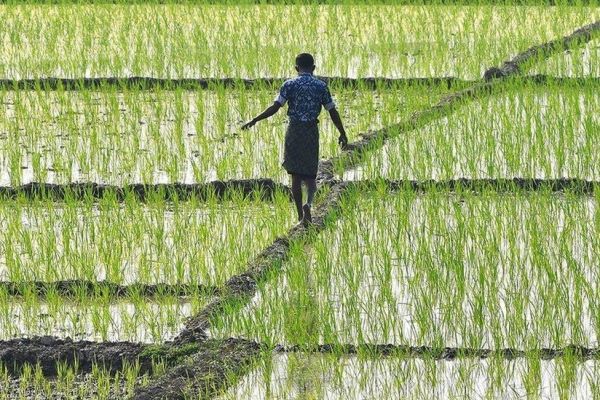 main problems faced by farmers in india