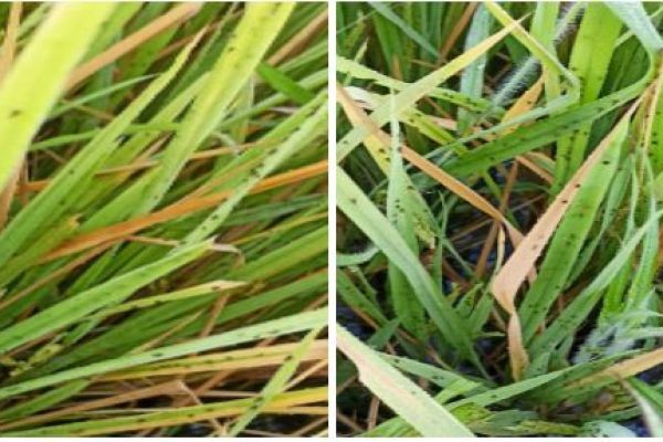 Major Insect-pests of Paddy crop and their Control Measures