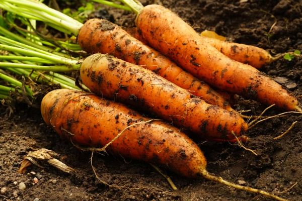 MANAGEMENT OF INSECT PESTS OF CARROT