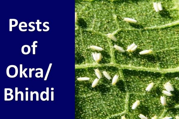 Okra Pests, Diseases, Symptoms, And Control Measures agriibegri