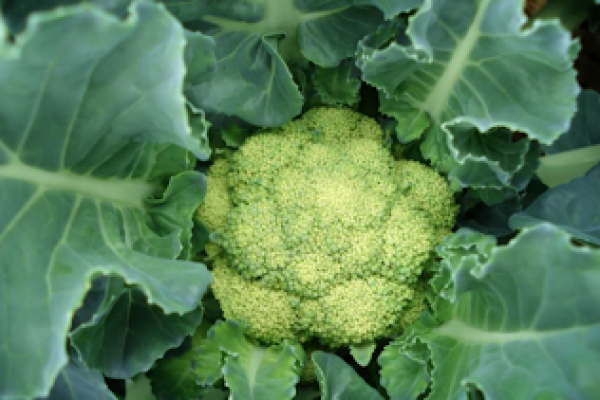 Organic Cauliflower Cultivation, Growing Procedure