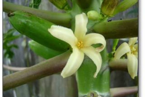 पपीते के फूल क्यों गिरते हैं, जानें कारण और नियंत्रण के उपाय – Papaya Flower and Fruit Drop Causes and Control In Hindi