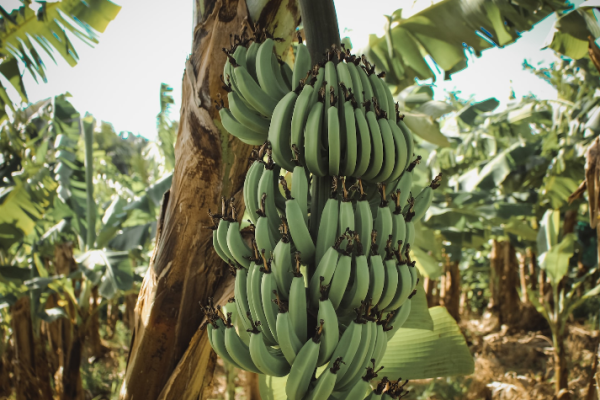 Production technology for banana cultivation