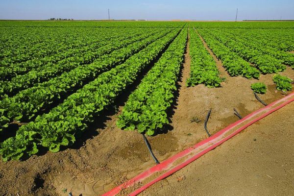 Subsurface Irrigation: Saving Water and Boosting Crop Yields