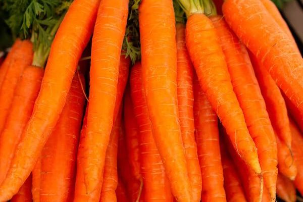 Symptoms of Diseases and Insect-pests of Carrot: their preventive and Control Measures