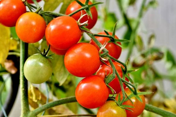 tomato agribegri