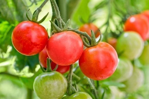 The Top 5 Tomato Varieties  will give more yield