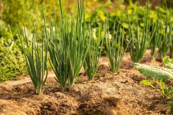 Top Techniques for Maximizing Onion Yield and Quality