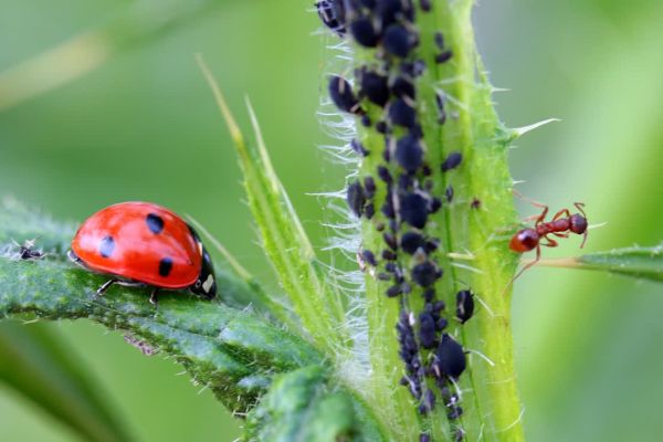 10 most Common Plant Pests agribegri