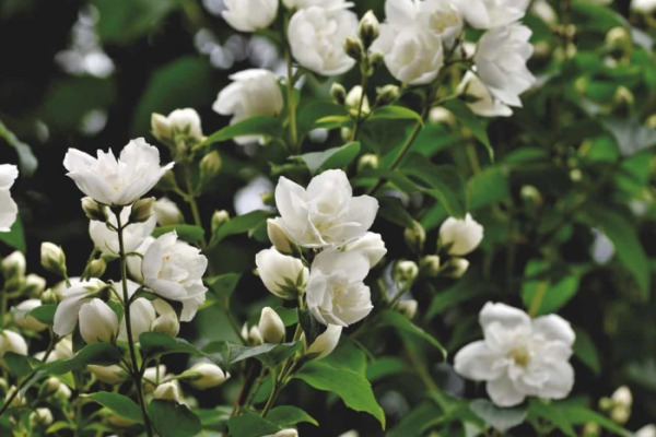 13 Common Jasmine Plant Problems: How to Fix Them, Solutions, and Treatment
