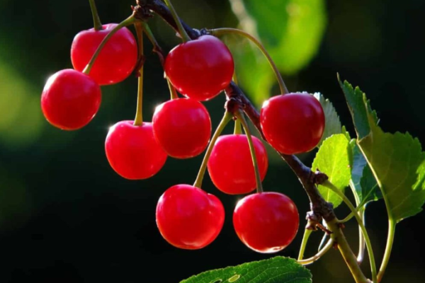 16 Common Cherry Tree Problems: How to Fix Them, Solutions, and Treatment