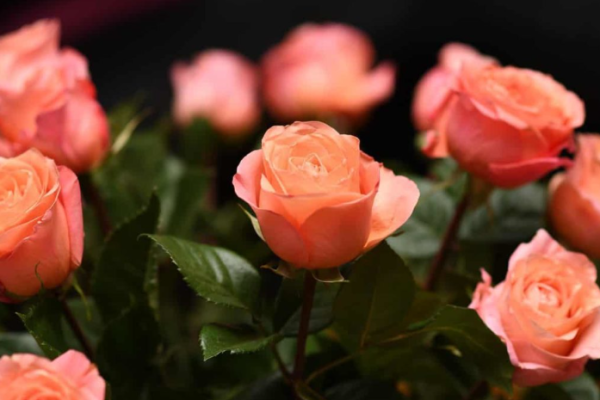 18 Common Rose Plant Problems: How to Fix Them, Solutions, and Treatment