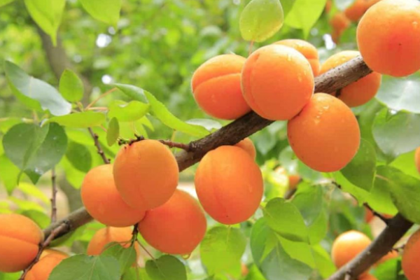 19 Common Apricot Tree Problems: How to Fix them, Solutions, and Treatment