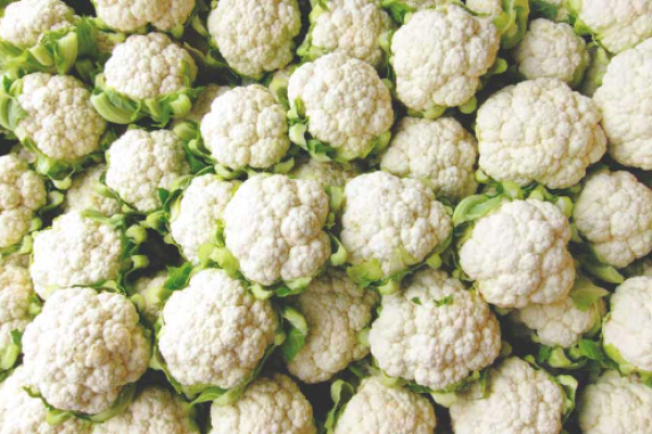 19 Common Cauliflower Plant Problems: How to Fix Them, Solutions, and Treatment