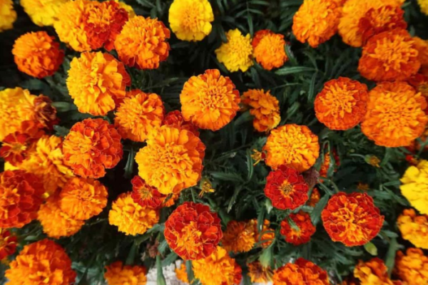 20 Common Marigold Plant Problems: How to Fix Them, Solutions, and Treatment