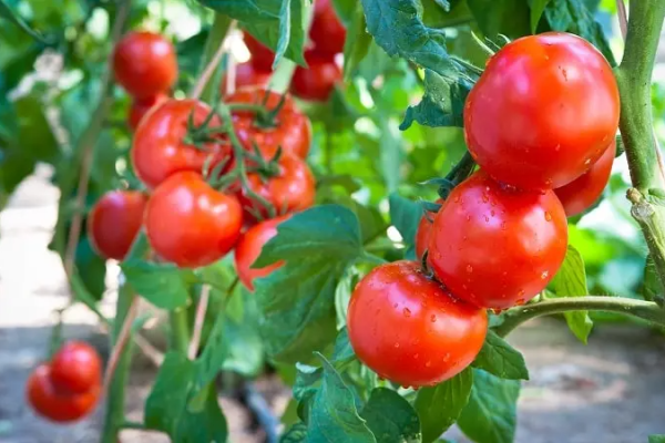 6 TOMATO PESTS THAT WILL DESTROY YOUR TOMATO PLANTS