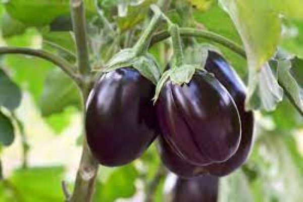 7 Major Diseases Caused by Brinjal | India