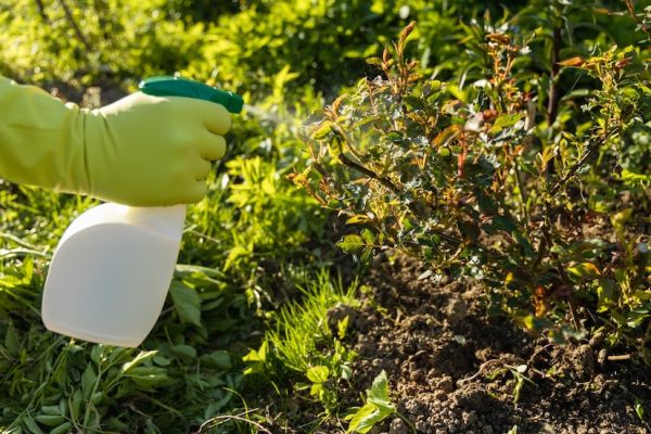 A Beginner's Guide to Choosing High-Quality Fungicides