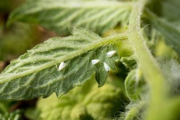 Aphids, Jasids and Sucking Pests – everything you need to know!