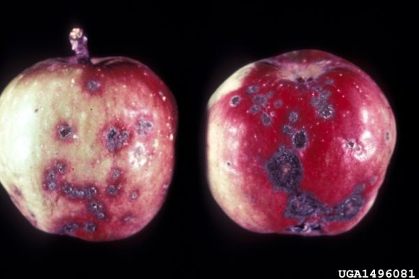 Apple Common Pests and Diseases  and Management