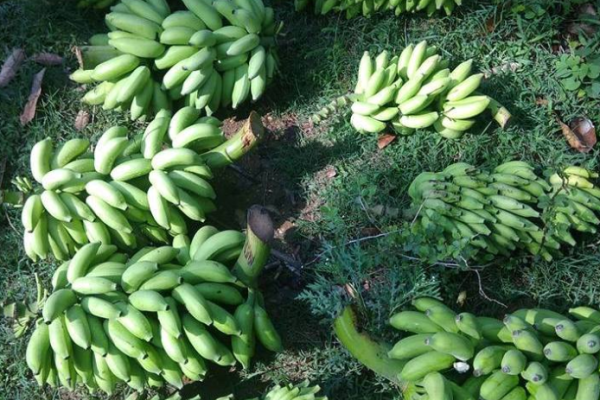 Banana Farming; Planting; Care; Harvesting Guide