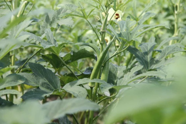 Best Fertilizer for Okra: Homemade, Liquid, Organic, Compost Manure, NPK, and Schedule