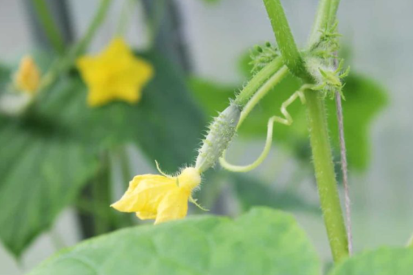 Best Fertilizers for Cucumber: Homemade, Organic, Liquid, NPK, and Schedule