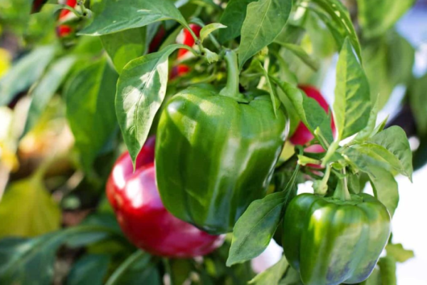 Bell Pepper Gardening in India: Ideal Season, Containers, and Location