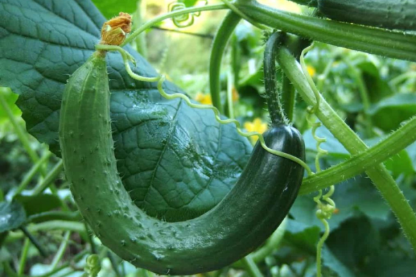 Best Season to Grow Cucumber at Home in India: In Pots, Terrace, Apartment Balcony, and Backyards