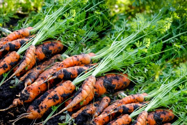 Best Tips To Grow Carrots