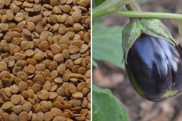 Brinjal Seed Germination (Eggplant) Procedure