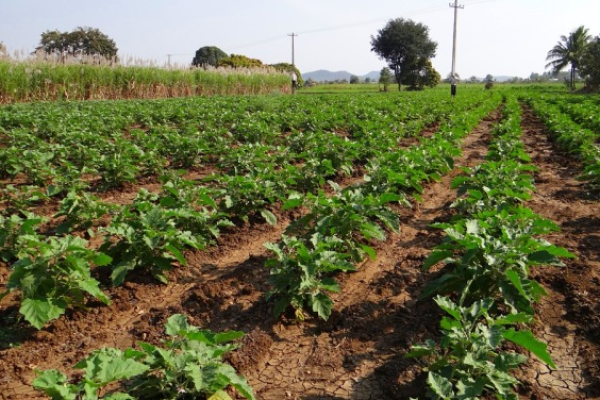 Brinjal Varieties and Diseases Information